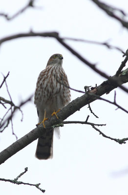 Juvenile Sharp-shinned Hawk