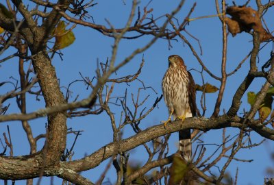 Cooper's Hawk