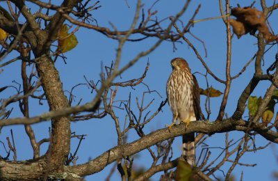 Cooper's Hawk