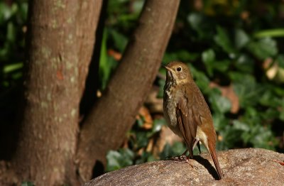 Hermit Thrush