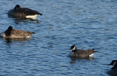 Cackling Goose