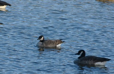 Cackling Goose