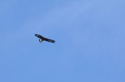 EXTREMELY distant shot of Golden Eagle