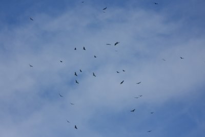 Kettle of Vultures/hawks