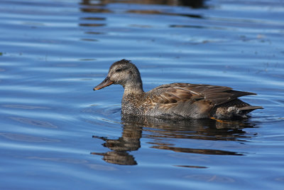 Gadwall
