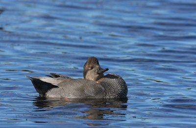 Gadwall (adult male)