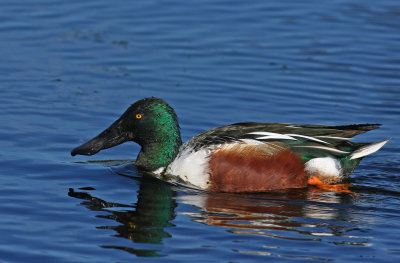 Northern Shoveler (male)