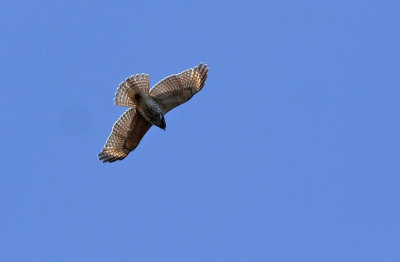 Red-shouldered Hawk