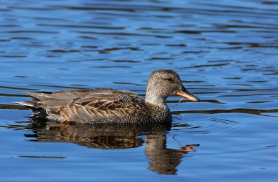 Gadwall