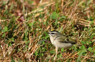 Golden-crowned Kinglet