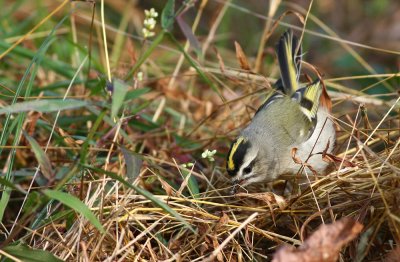 Golden-crowned Kinglet