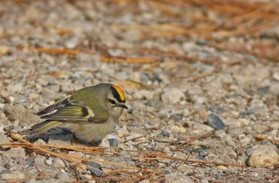 Golden-crowned Kinglet