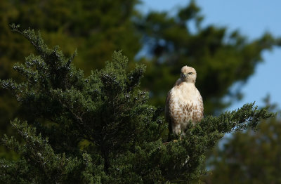 Pale Red-tailed Hawk
