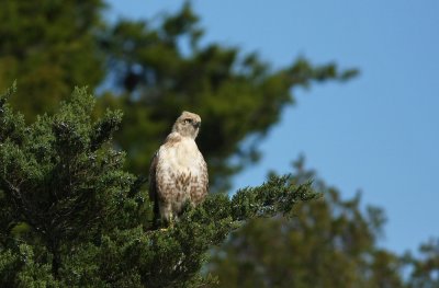 Very pale Red-tailed Hawk