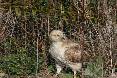 Very pale Red-tailed Hawk