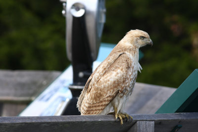 Very pale Red-tailed Hawk