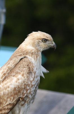 Very pale Red-tailed Hawk