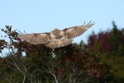 Very pale Red-tailed Hawk