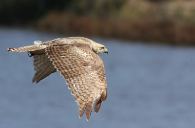 Very pale Red-tailed Hawk