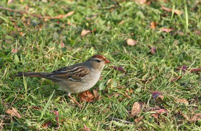 White-crowned Sparrow (juvenile)