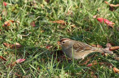 White-crowned Sparrow (juvenile)