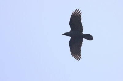 Common Raven