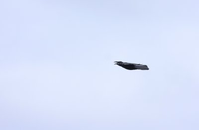 Common Raven