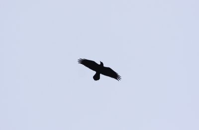 Common Raven