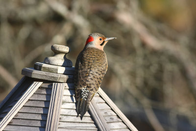 Northern Flicker