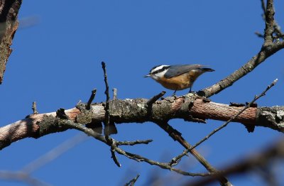 Red-breasted Nuthatch