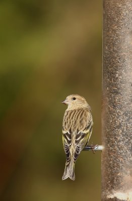 Pine Siskin