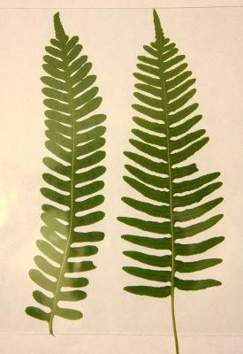 Polypodium virginianum (left) and P. appalachianum (hybrid?) (right)