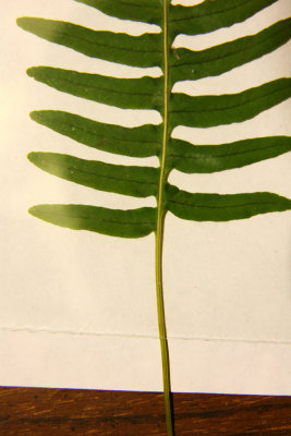 Detail of P. appalachianum (hybrid?)
