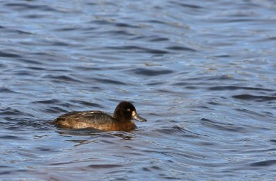 Lesser Scaup (female)