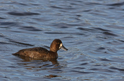 Lesser Scaup (female)