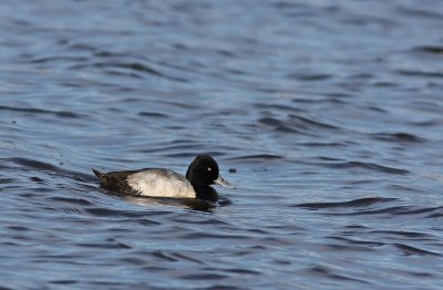 Lesser Scaup (male)