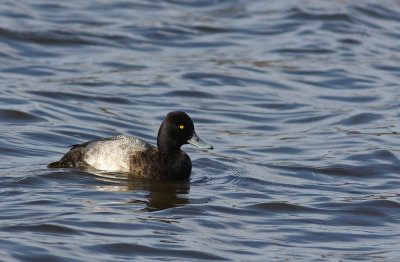 Lesser Scaup (male)