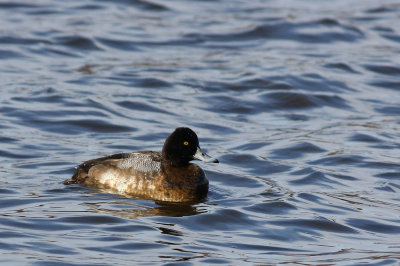 Lesser Scaup (male)