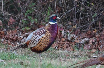 Ring-necked Pheasant