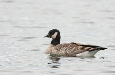 Cackling Goose