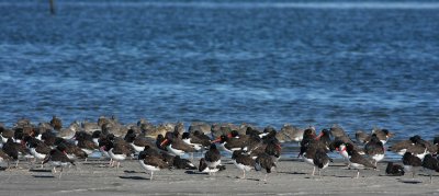 Shorebirds