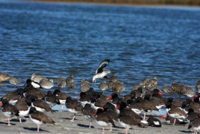 Shorebirds