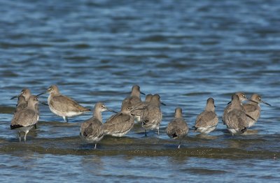 Western Willets