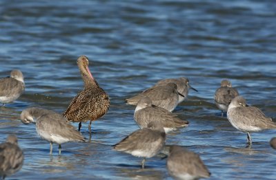 Marbled Godwit