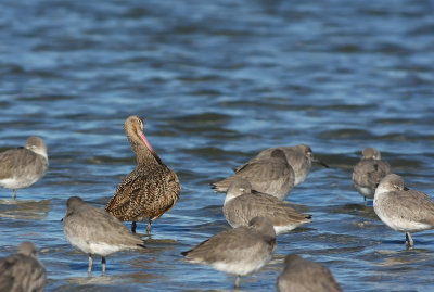 Marbled Godwit