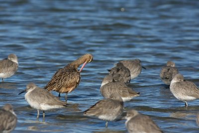 Marbled Godwit