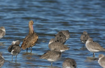 Marbled Godwit