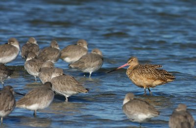 Marbled Godwit