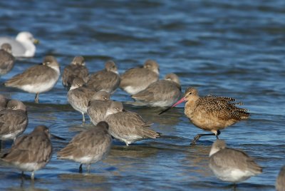 Marbled Godwit