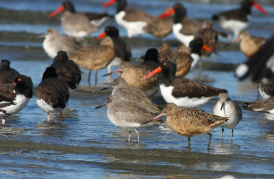 Marbled Godwit